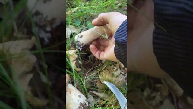 #mushroom Спасибо лесу за грибы!