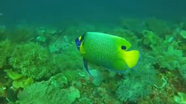 Raja Ampat #white manta #sea pearl #fish #dive 32.