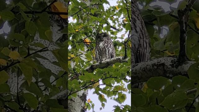#owl  Грибнадзор #shorts