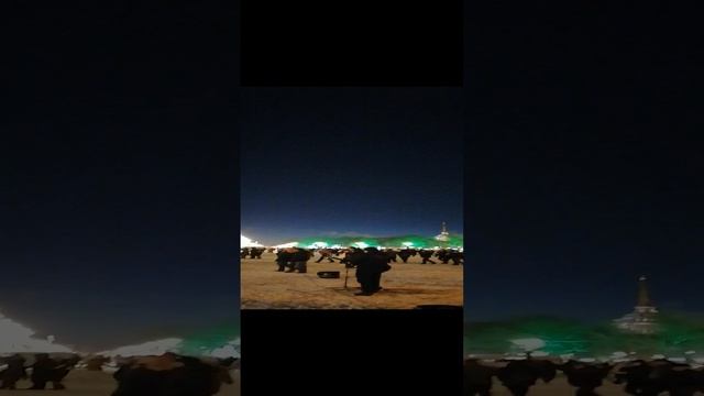 Новогодняя елка на Дворцовой площади