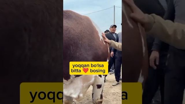 gigant buqa 👍😱