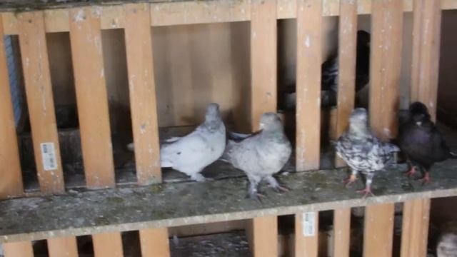 Голуби - Pigeons
