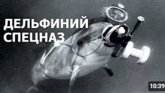 ДЕЛЬФИНИЙ СПЕЦНАЗ: как дельфины помогали военным в СССР