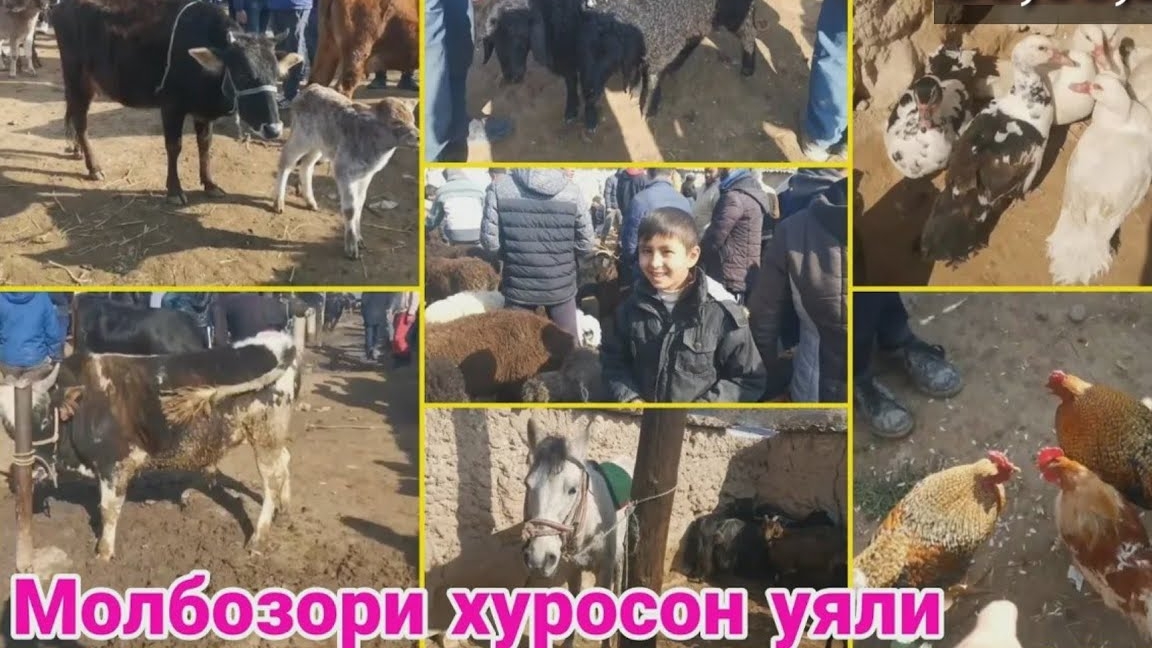 Молбозори хуросон уяли Нархои Говои Ширдор Букахо Барачахо Бузичахо Даканхо ва ғайра / 05 01 2025