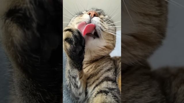 Кот. Cat.