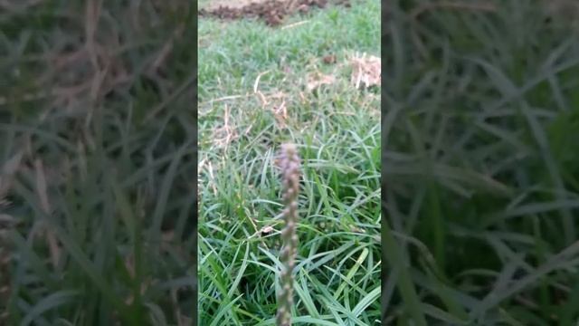 Apamarga, latjira , Achyranthes aspera , most watched videos #plants #nature