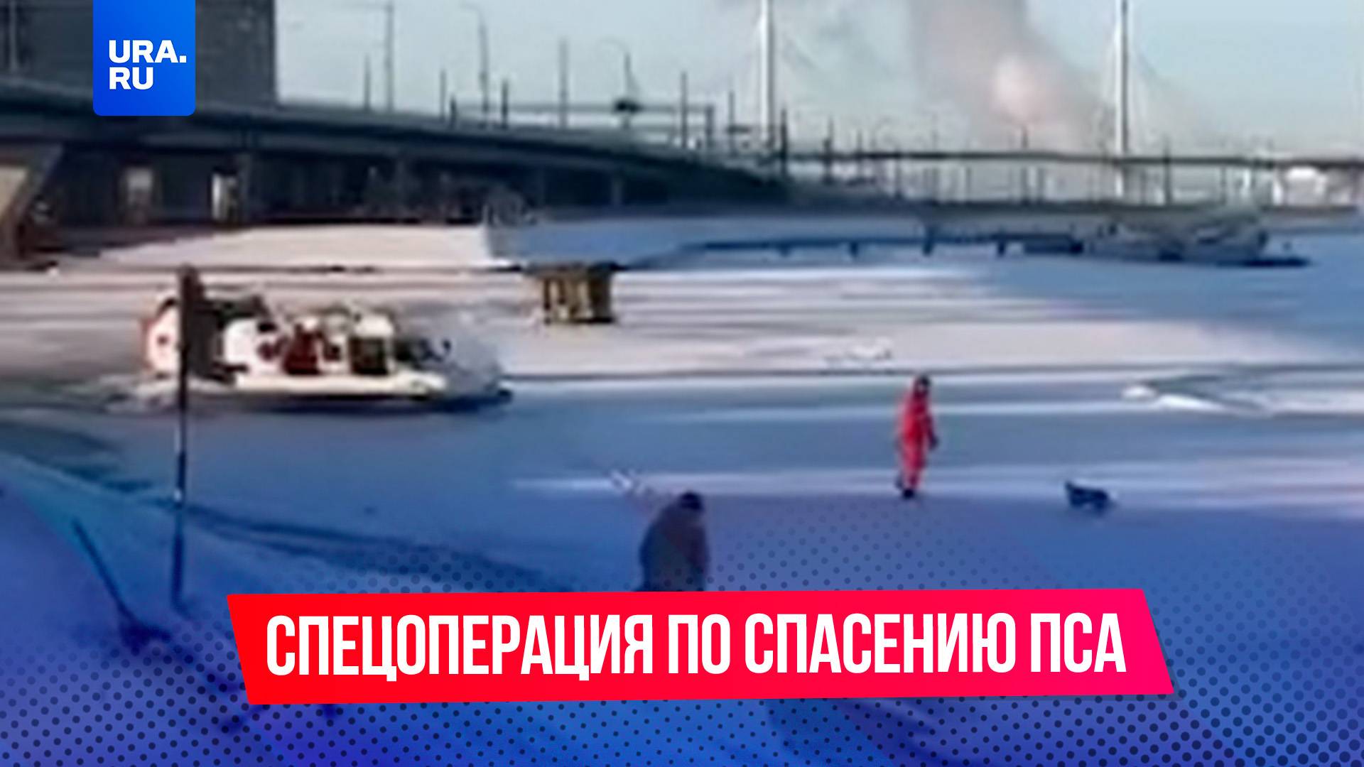 В Питере мужчина провел масштабную спецоперацию по спасению пса с тонкого льда
