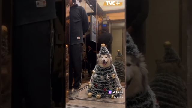 Новый Год к нам приехала))