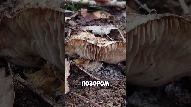 День 36: Худею по методу тарелки #похудение #лишнийвес #диета #мотивация  #худеемвместе