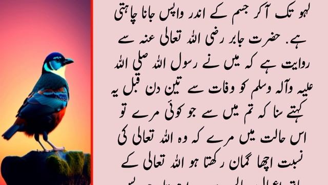 Mot Se 40 Din Pehle Kya Hota Hai | Islam Online Quotes