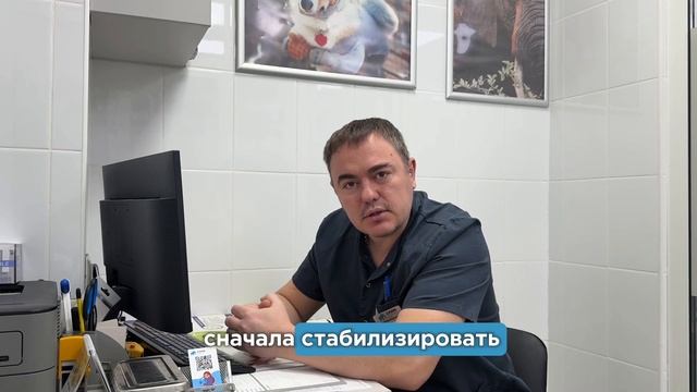 "Что делать, если ваш питомец упал или получил травму?  Советы от ветеринарного врача"