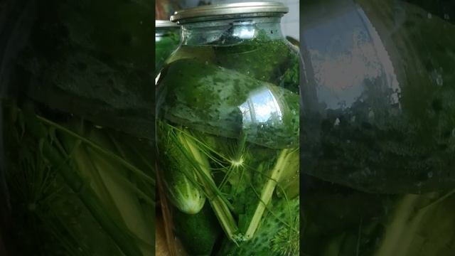 Малосольные огурчики