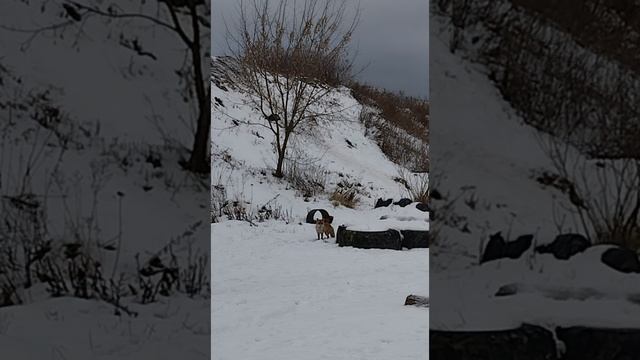 Новогодняя лиса удачи🌲🦊❄️