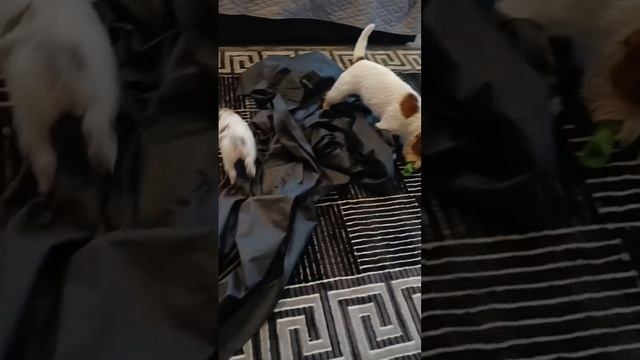 1000065816.mp4