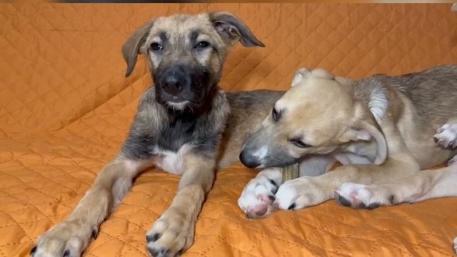 Амелия щенок