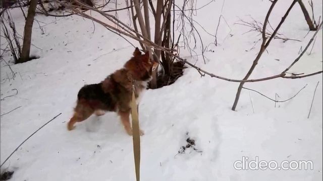 Вождь клана северного волка