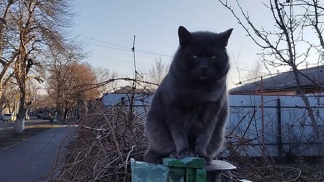 Котик на заборе