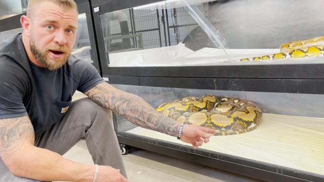 How To Address The MESS-  What It Takes To Keep Our Reticulated Python Collection Clean