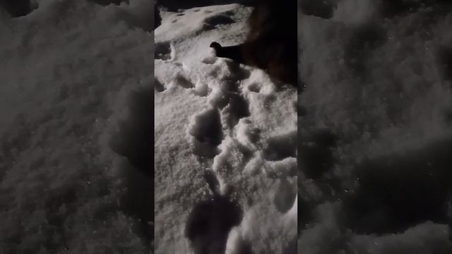 Кошки - мышки