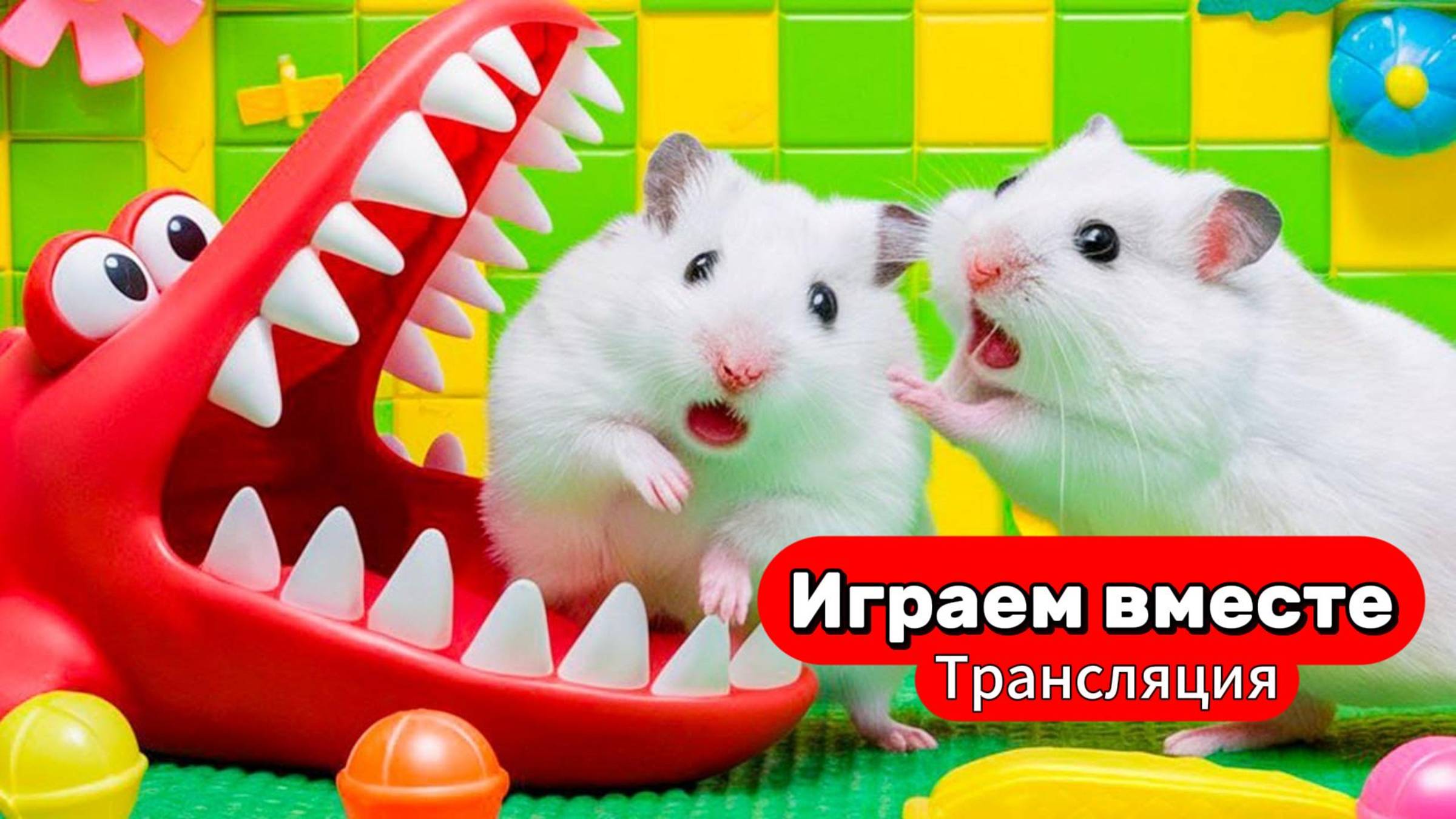 ХОЛОДНЫЙ и ГОРЯЧИЙ лабиринты для Хомяка 🐹 Трансляция для детей