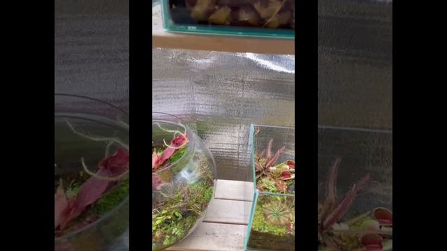 Флорариумы с хищными растениями