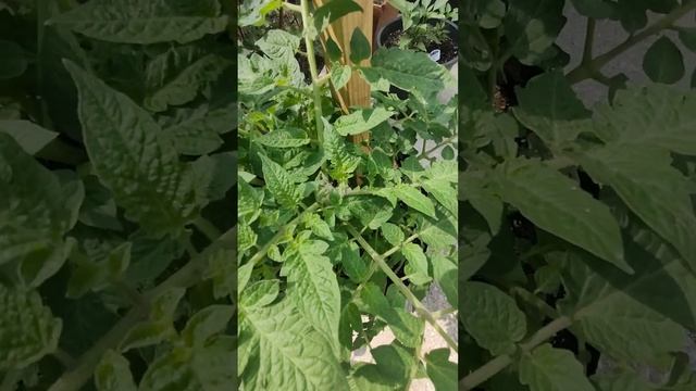 Tomatillo, Romas, Chilies and Monster Oregano update, Hot garden.