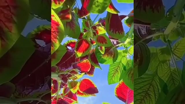 Rau dền đỏ @NguyễnHằngGarden #shortvideo