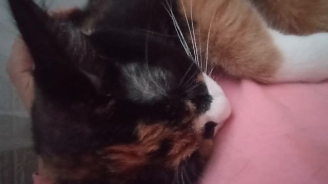 Лола потом убежала:_)