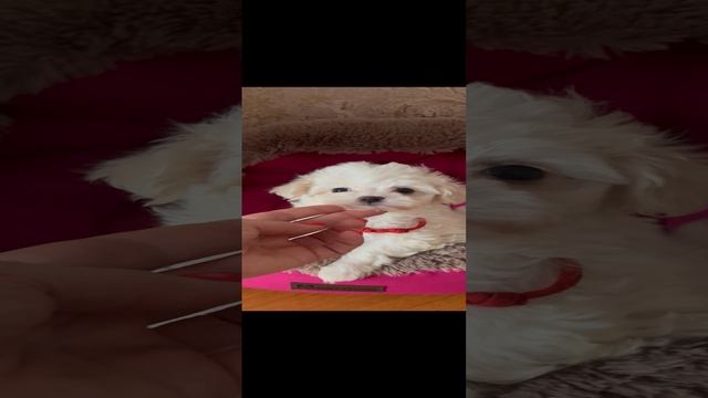Мальтипу F1 мини. Родители Китай и Корея. Девочка