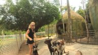 КОЗЛЫ И БАРАНЫ ВИНПЕРЛ ФУКУОК ВЬЕТНАМ
GOATS AND SHEEP WINPERL PHU QUOC VIETNAM
