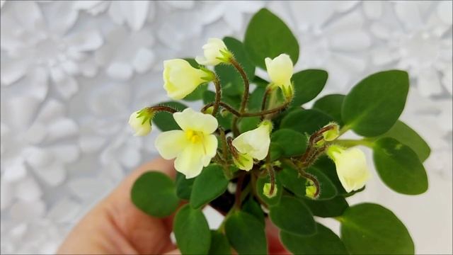 Фиалка трейлер Chantaspring