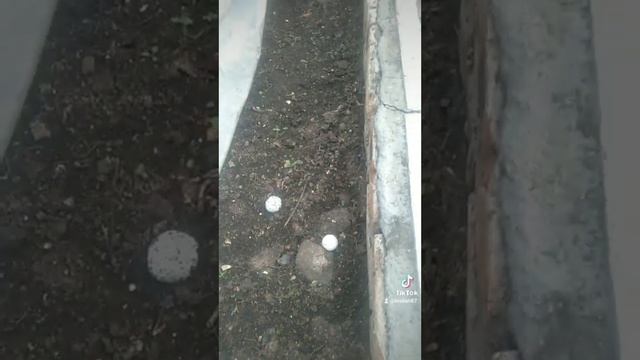 шампиньоны у себя в огороде