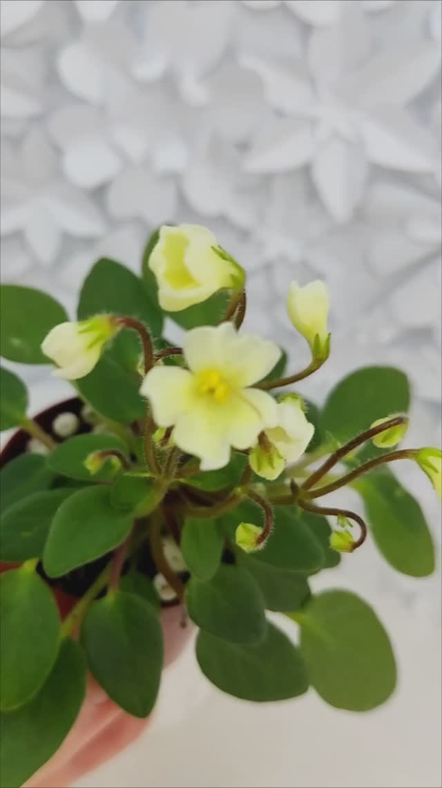 Фиалка трейлер Chantaspring
