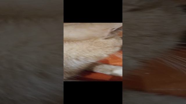 А это мой котик Пушок Часть 4
