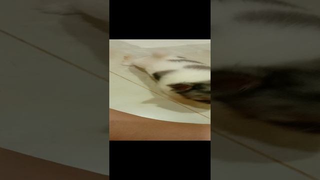 длинношерстная мини чихуа