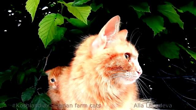 ICE CREAM and kittens МОРОЖЕНОЕ Брикет  Siberian farm cats