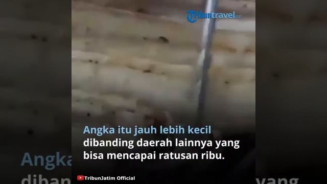 Banyuwangi Terkenal dengan Penghasil Ikan Unagi Berkualitas, Masyarakat Ikut Ekspor hingga ke Jepan