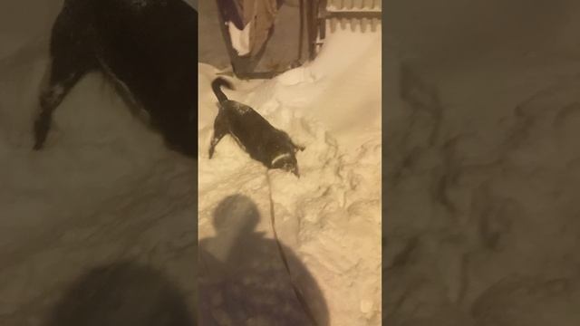 Бумер купается в снегу🥶🐶