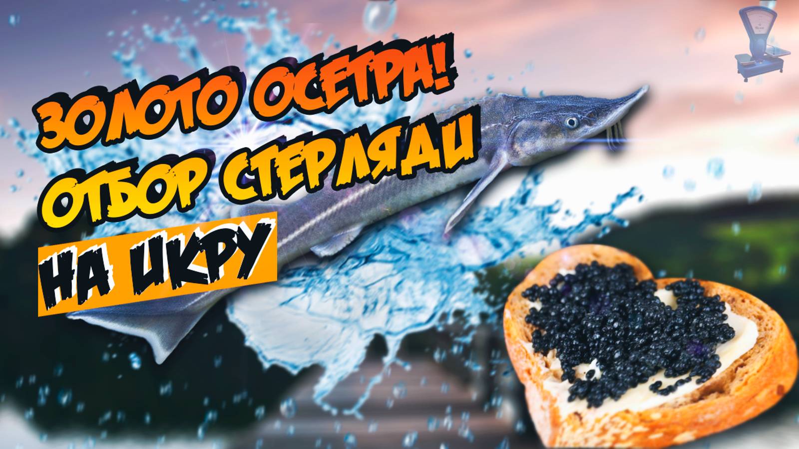 Золото осетра! Отбор стерляди на икру