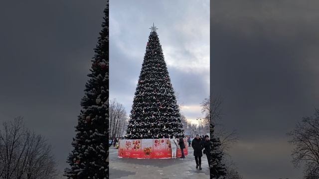 Белгород-парк ленина-такая красивая ёлочка и погода.
