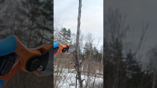УКОРАЧИВАНИЕ ПРИРОСТА НА ЯБЛОНЕ