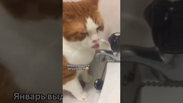 Сушняк продолжается