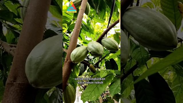 manfaat biji coklat untuk kesehatan  (kakao) part 2 #shorts