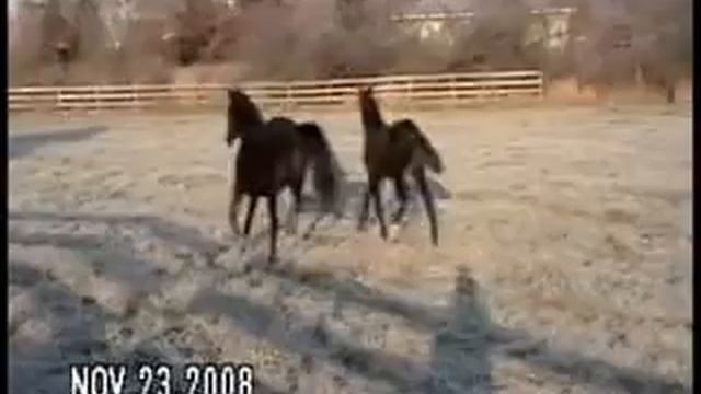 2008 Don Frederico & 2005 His Highness fillies 1/2 sisters out of Elite  Rosentau Mare