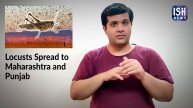 Locusts Spread to Maharashtra and Punjab