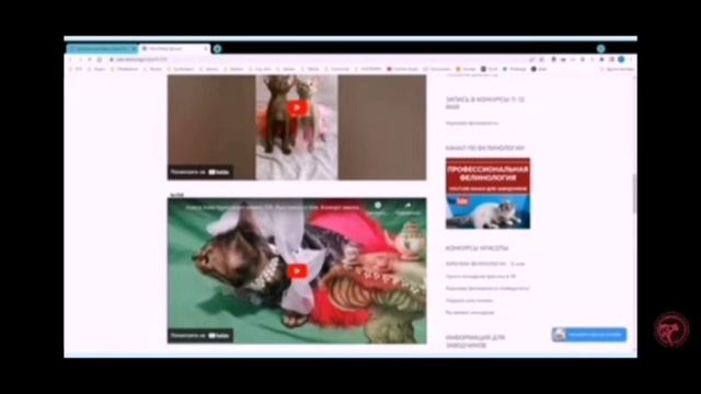 Алиса на Весенней Выставке кошек он-лайн 27-28.04.2024
