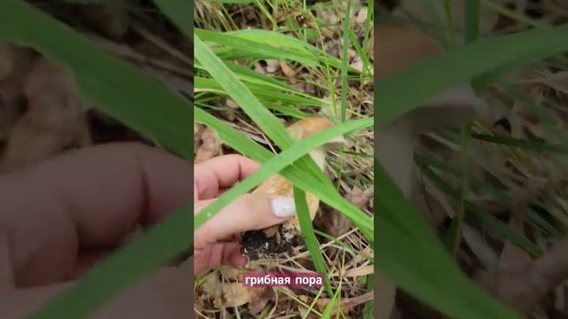 #mushroom Сиамские близнецы #steinpilze #borowiki #boletus #porcini #funghiporcini