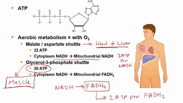 ATP PRODUCTION