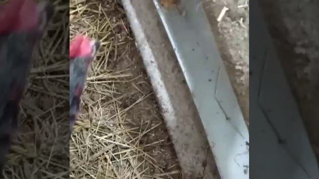 Кормление куриц. Полезные витамины. Много яиц.