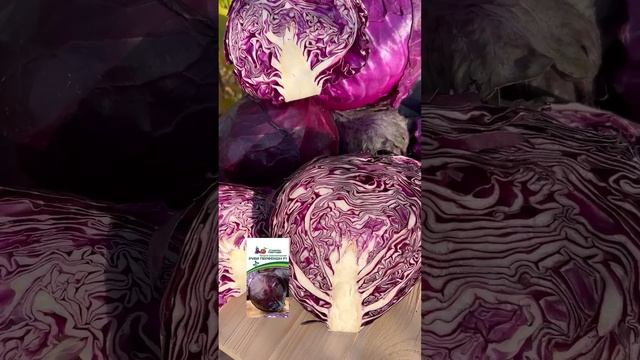 😍 Яркая и вкусная осень с краснокочанной капустой! #SemenaPartnerShorts
